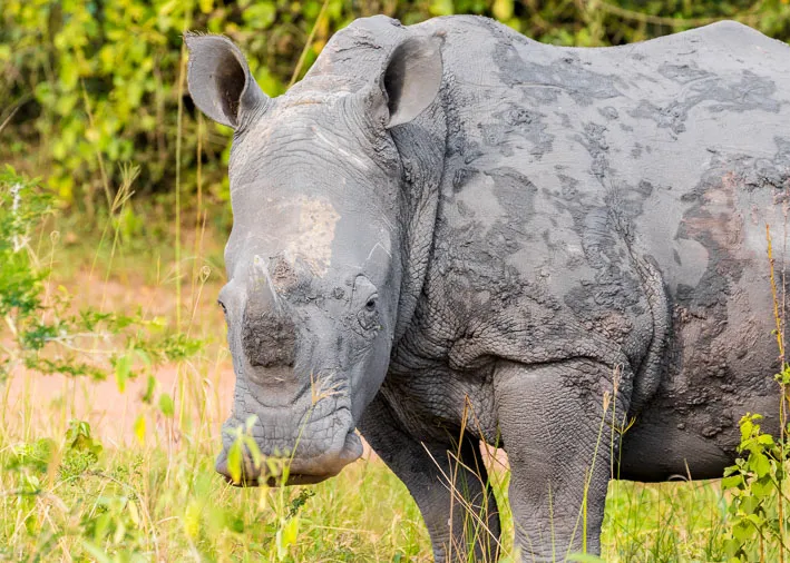 Rhinocéros blancs