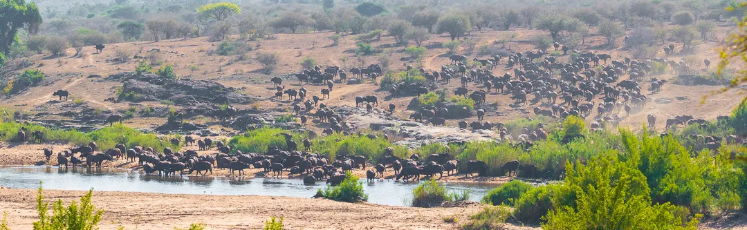 Troupeau de buffle au bord de la rivière