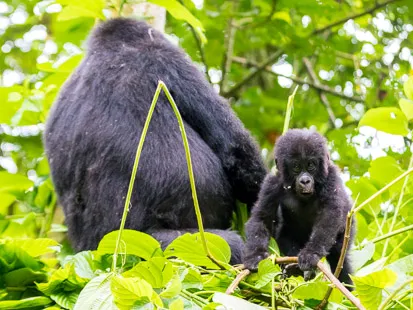 Bébé gorille