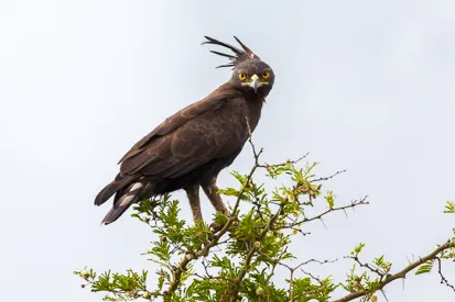 Aigle huppard