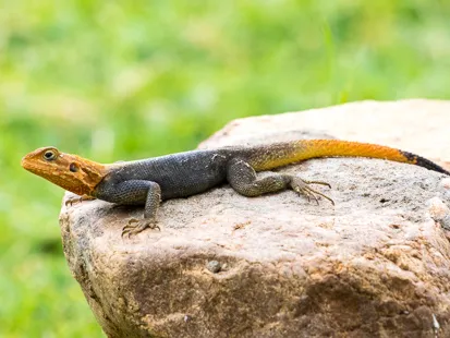 Lézard