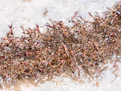 Fourmis rouges
