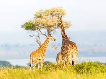 Girafes
