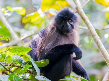 Mangabey à joues grises
