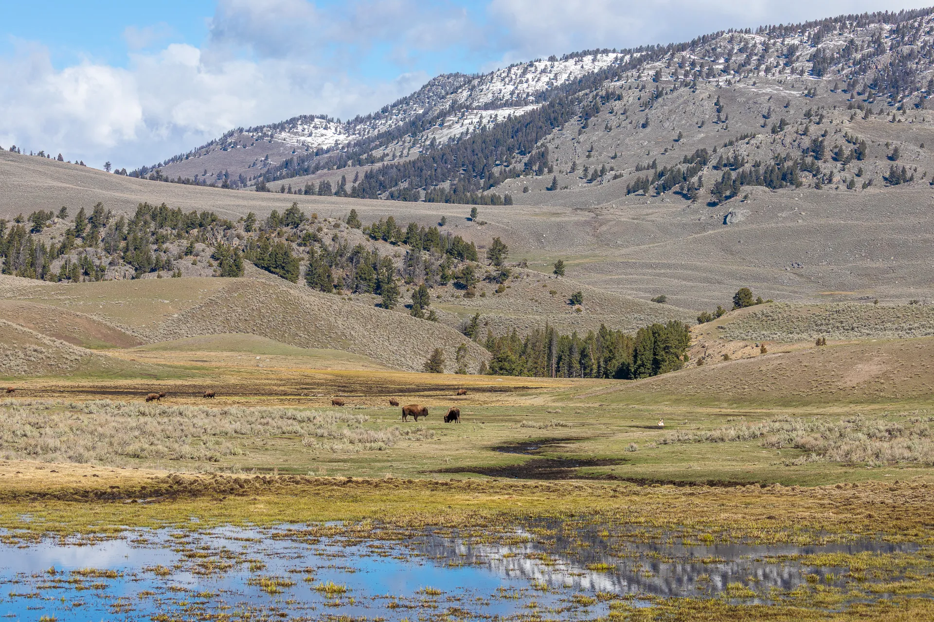 Yellowstone à la mi-saison