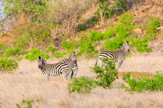 Itinéraire Zimbabwe #4 : de Gonarezhou à Mapungubwe