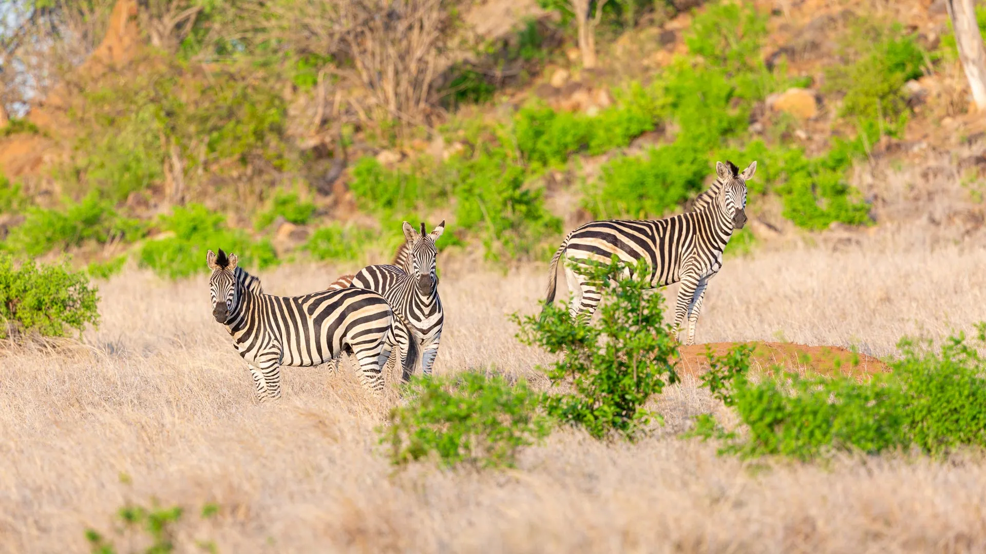 Itinéraire Zimbabwe #4 : de Gonarezhou à Mapungubwe