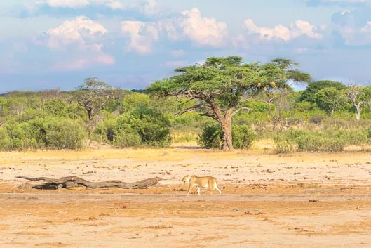 Itinéraire Zimbabwe #2 : de Hwange aux chutes Victoria
