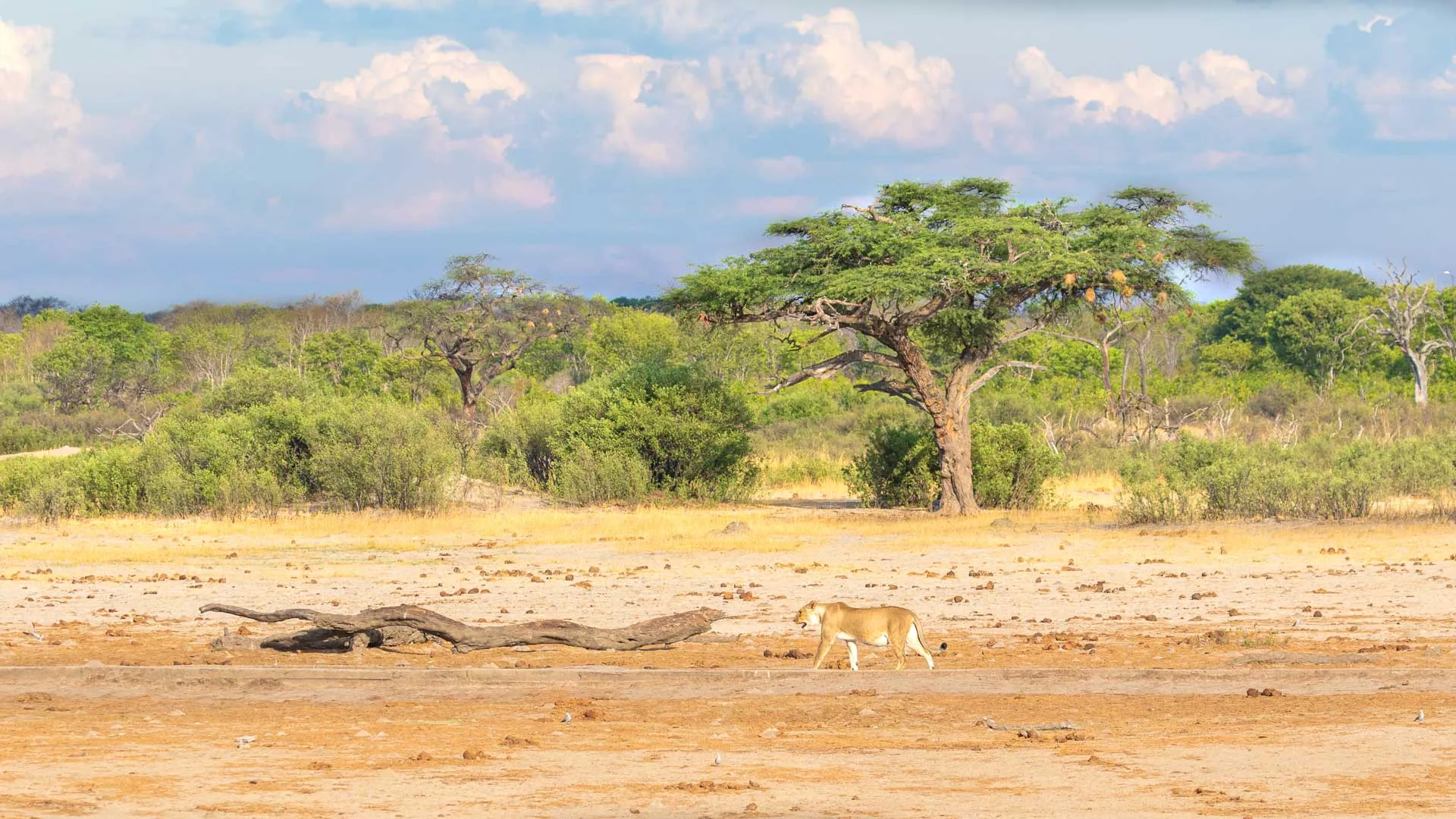 Itinéraire Zimbabwe #2 : de Hwange aux chutes Victoria